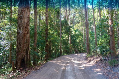 Fraser Island 4WD Tour From Rainbow Beach - Great Ocean Road Tourism 4