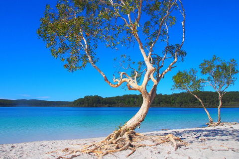 Fraser Island 4WD Tour From Rainbow Beach - Great Ocean Road Tourism 5
