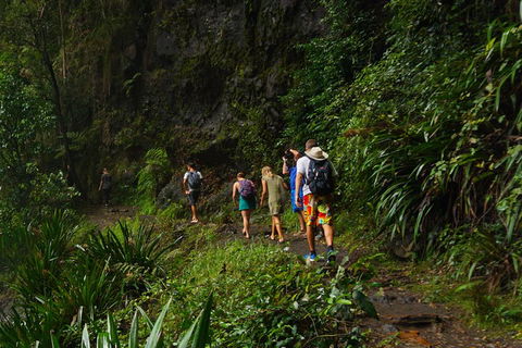 Glow Worms Private Tour - Nocturnal Rainforest Walk - Great Ocean Road Tourism 1
