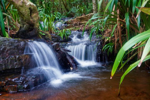 Glow Worms Private Tour - Nocturnal Rainforest Walk - Great Ocean Road Tourism 5
