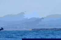 Book Viator Accommodation Vacations Great Ocean Road Tourism Great Ocean Road Tourism