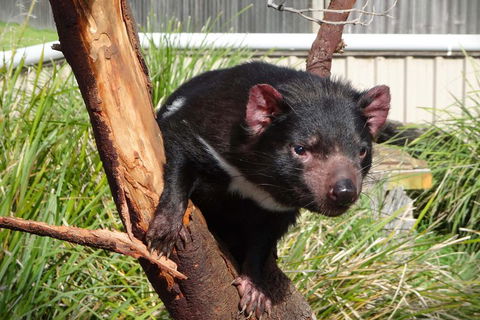 Tasmania 6 Day 'Tour In Circle' - Great Ocean Road Tourism 1