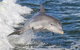 Noosa Oceanrider Scenic Dolphin Safari - thumb 0