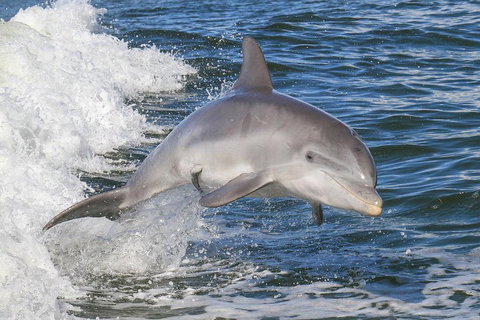 Noosa Oceanrider Scenic Dolphin Safari - Great Ocean Road Tourism 0
