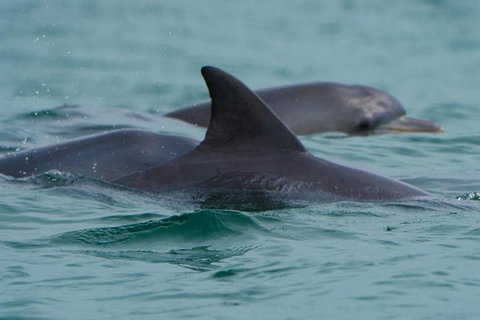 Noosa Oceanrider Scenic Dolphin Safari - Great Ocean Road Tourism 1