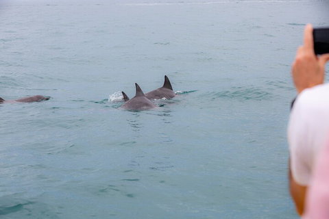 Noosa Oceanrider Scenic Dolphin Safari - Great Ocean Road Tourism 2