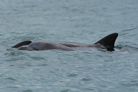 Noosa Oceanrider Scenic Dolphin Safari - Great Ocean Road Tourism 3