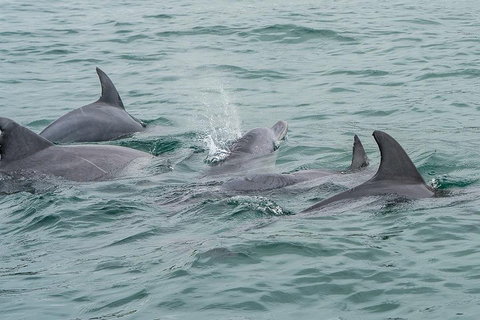 Noosa Oceanrider Scenic Dolphin Safari - Great Ocean Road Tourism 5