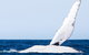2-Hour Guided Whale Watching Tour At Noosa - thumb 0