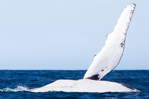2-Hour Guided Whale Watching Tour At Noosa - Great Ocean Road Tourism 0