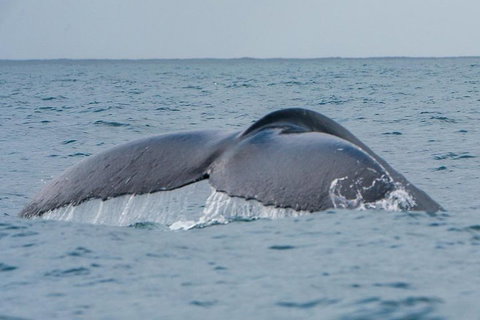 2-Hour Guided Whale Watching Tour At Noosa - Great Ocean Road Tourism 1