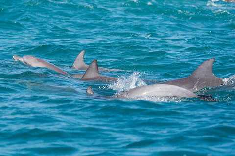 2-Hour Guided Whale Watching Tour At Noosa - Great Ocean Road Tourism 2