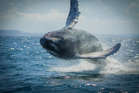 2-Hour Guided Whale Watching Tour At Noosa - Great Ocean Road Tourism 3