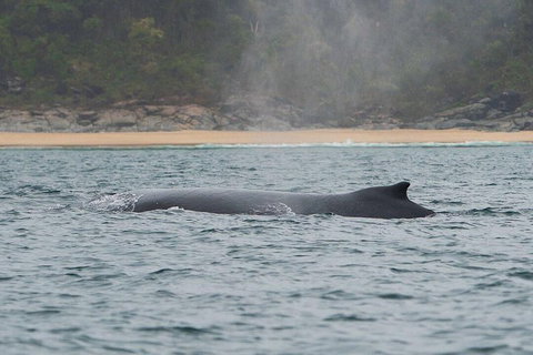2-Hour Guided Whale Watching Tour At Noosa - Great Ocean Road Tourism 5