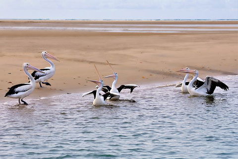 Town Of 1770 Afternoon Cruise - Great Ocean Road Tourism 4