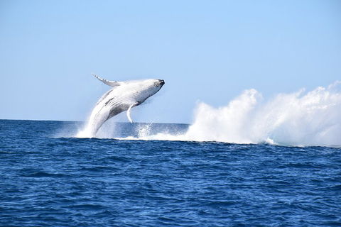 Noosa Whale Watching - Great Ocean Road Tourism 1