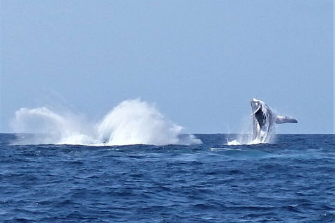 Noosa Whale Watching - Great Ocean Road Tourism 2