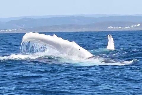 Noosa Whale Watching - Great Ocean Road Tourism 5