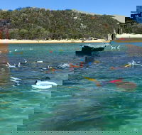All Inclusive Dolphin and Tangalooma Wrecks Cruise - Great Ocean Road Tourism