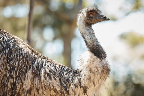 Sydney Taronga Zoo General Entry Ticket - Great Ocean Road Tourism 4