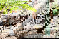 Sydney Taronga Zoo General Entry Ticket and Wild Australia Experience