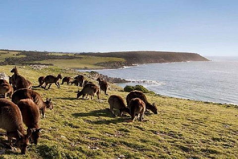Kangaroo Island Personal Group Tours - Great Ocean Road Tourism 0