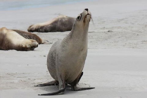 Kangaroo Island Personal Group Tours - Great Ocean Road Tourism 4