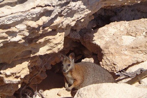 Shipwreck Special Full Day Tour Of The Abrolhos Islands - Great Ocean Road Tourism 4