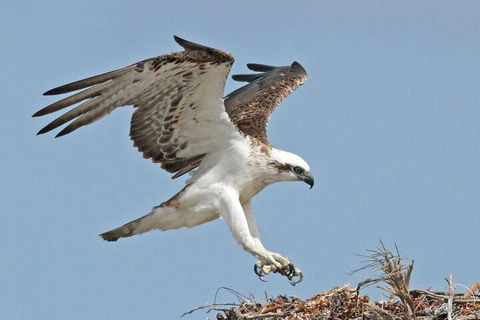 Shipwreck Special Nature Tour/Half Day Tour - Great Ocean Road Tourism 4
