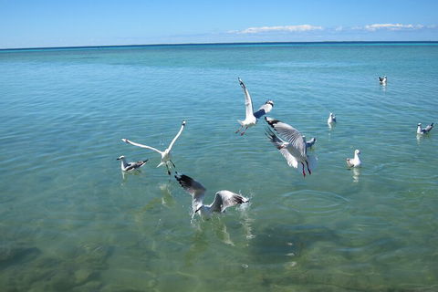 Pink Lake + Abrolhos Islands Nature Tour - Great Ocean Road Tourism 5
