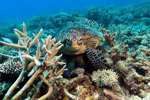 Great Barrier Reef Day Cruise From Cairns Including Snorkeling And Marine Biologist Presentation - Great Ocean Road Tourism 4
