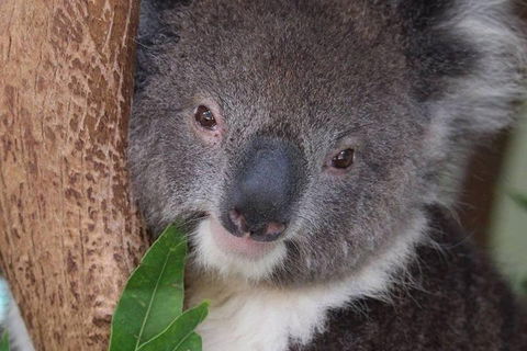 All Inclusive Blue Mountains Small-Group Day Trip From Sydney - Great Ocean Road Tourism 1