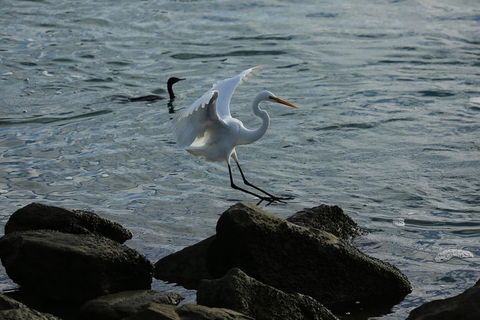 Kayak Tour In Adelaide Dolphin Sanctuary - Great Ocean Road Tourism 1