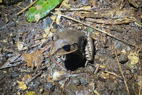 Evening Rainforest & Glow Worm Experience - Great Ocean Road Tourism 1