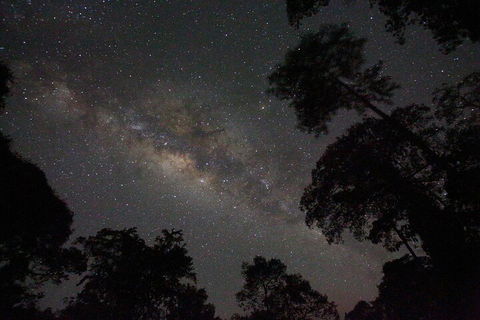 Evening Rainforest & Glow Worm Experience - Great Ocean Road Tourism 4