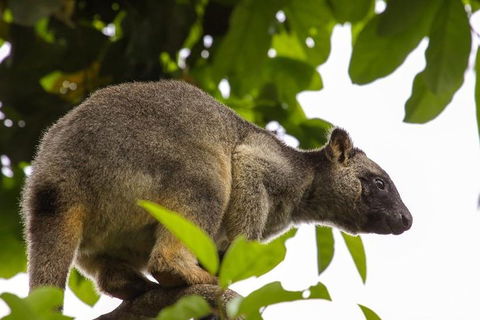 Cairns & Port Douglas All-Inclusive 7 Days Touring Package - Great Ocean Road Tourism 3
