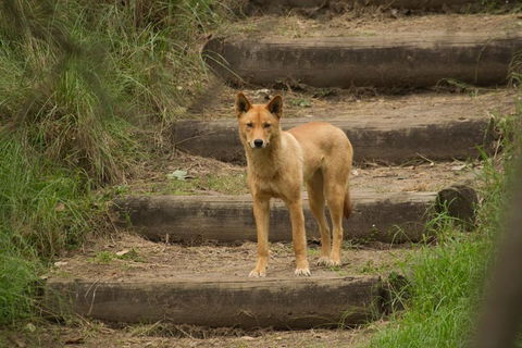 Blue Mountains Small-Group Insider Tour From Sydney - Great Ocean Road Tourism 3
