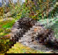 Cradle Mountain National Park Day Tour from Launceston
