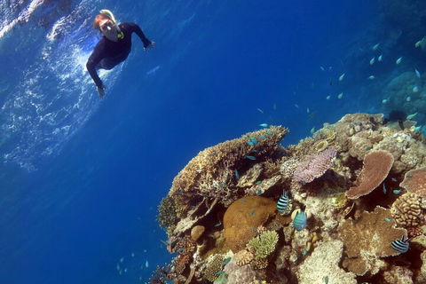 Silverswift Outer Great Barrier Reef Dive And Snorkel Cruise From Cairns - Great Ocean Road Tourism 3