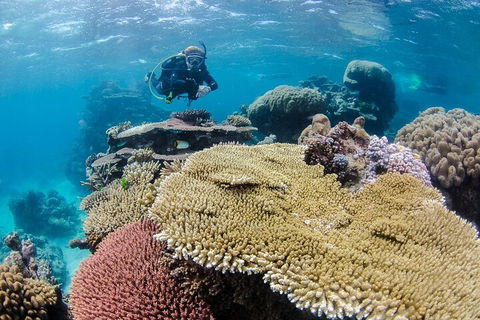 Silverswift Outer Great Barrier Reef Dive And Snorkel Cruise From Cairns - Great Ocean Road Tourism 5