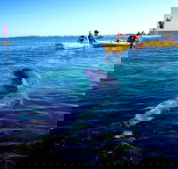 Penguin and Seal Islands Sea Kayaking Experience - Great Ocean Road Tourism