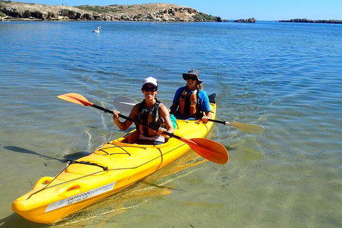 Penguin And Seal Islands Sea Kayaking Experience - Great Ocean Road Tourism 5