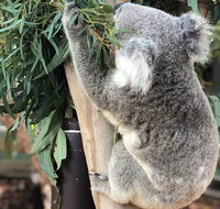 Private Blue Mountains and Wildlife Park Tour from Sydney with Barbecue Lunch - Great Ocean Road Tourism