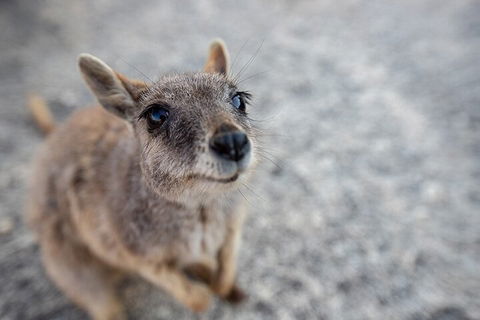 Chillagoe Caves And Outback Day Trip From Cairns - Great Ocean Road Tourism 2