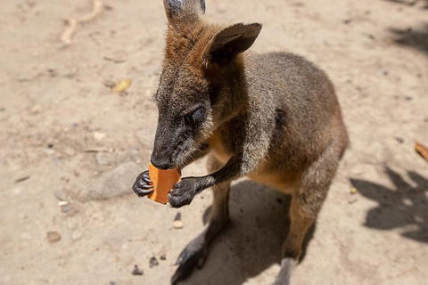 Chillagoe Caves And Outback Day Trip From Cairns - Great Ocean Road Tourism 5