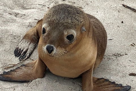 Kangaroo Island Scenic Trail Tour - Great Ocean Road Tourism 0