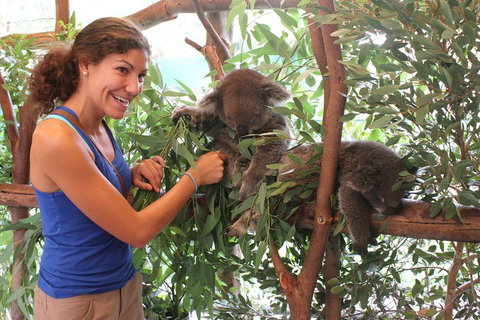 Pinnacles Desert, Koalas And Sandboarding 4WD Day Tour From Perth - Great Ocean Road Tourism 5