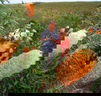 Best of Perth Wildflower Season Day Trip - Great Ocean Road Tourism