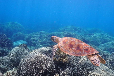 Calypso Outer Great Barrier Reef Cruise From Port Douglas - Great Ocean Road Tourism 2
