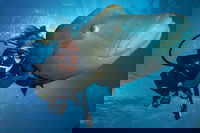 Book Viator Accommodation Vacations Great Ocean Road Tourism Great Ocean Road Tourism